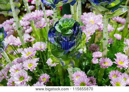 Garden of growing fresh nature blue mini cabbage farming field, cabbage bazooka