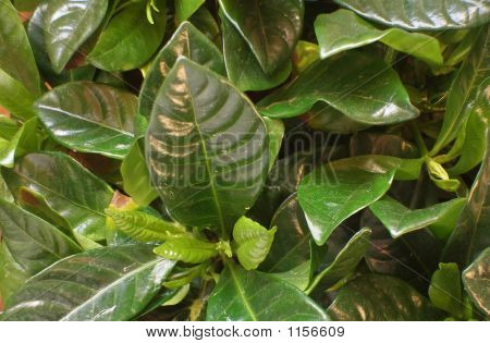 Gardenia Pandorea