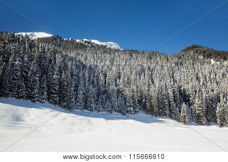 Snow-covered Fir Trees