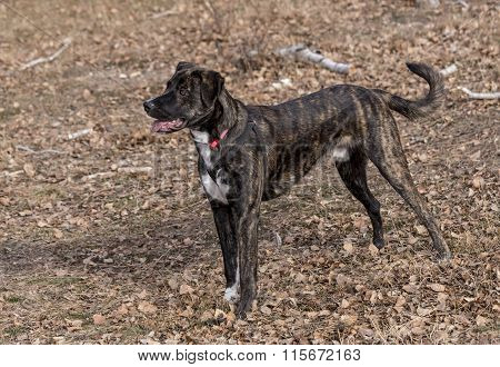 Half bred  brindle boxer portrait