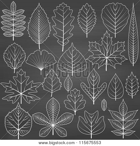 Set of tree leaves on chalkboard background. Twenty different icons. Various elements for design. Ca