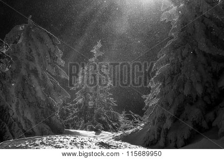 Fairy Dust In A Magical Winter Story. Sunrise At The Top Of Postavarul Mountain. Brasov Romania. Low