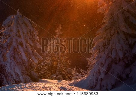 Fairy Dust In A Magical Winter Story. Sunrise At The Top Of Postavarul Mountain. Brasov Romania. Low
