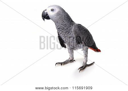 African Gray Parrot