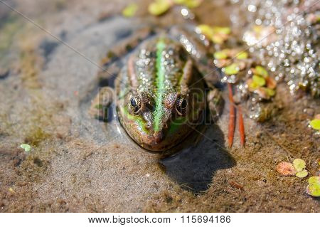 Brown Green Frog In A Bog Close Up Front View