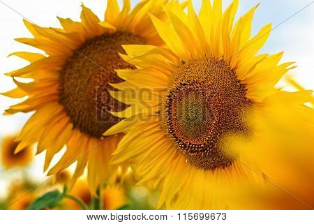 sunflower