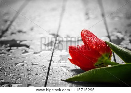Fresh red tulip flower on wood. Wet, morning dew. Spring concept of romantic love, Valentine's Day, but may also be heartbreak