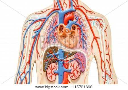 Model Human Body With Liver, Kidney, Lungs And Heart.