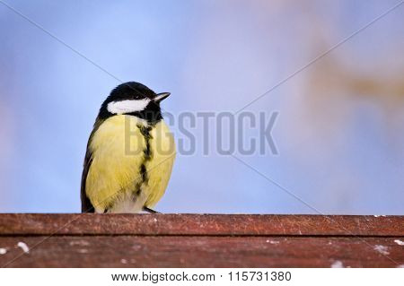 Brave titmouse sits on a birdhouse