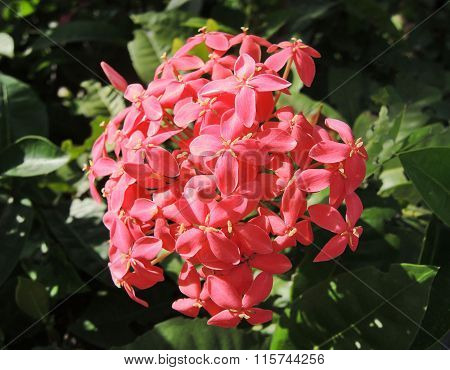 Chinese Ixora Flower