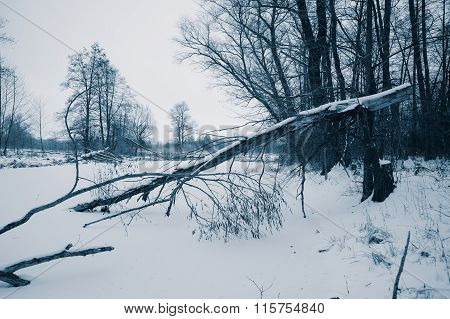 Old Fallen Trees