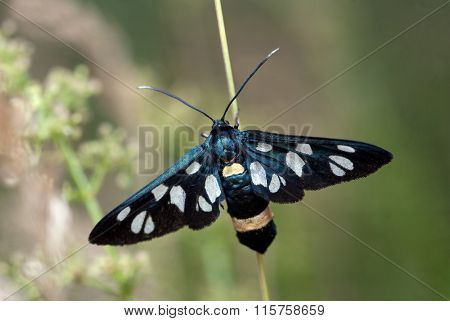 Amata Phegea