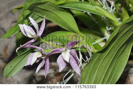 Garcia's Prostechea Orchid