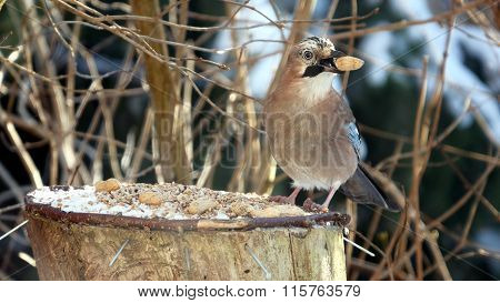 bird jay (garrulus glandarius) on forest background