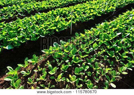 green choysum plants in growth at garden
