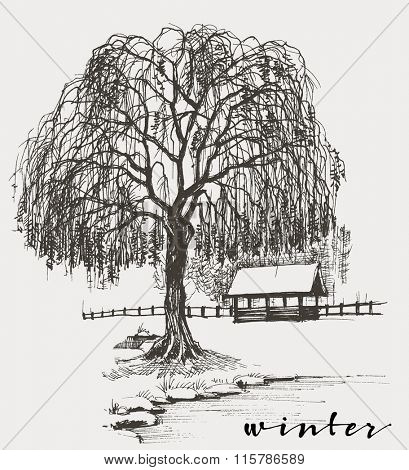 Winter sketch, willow tree
