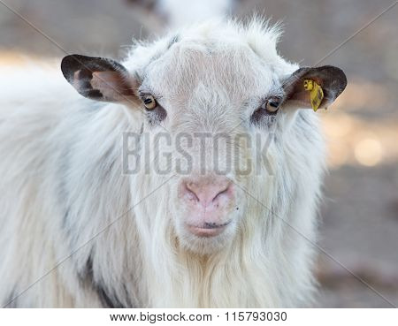 Close Up Of Saanen Goat On The Farm