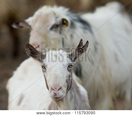Saanen Goat On The Farm