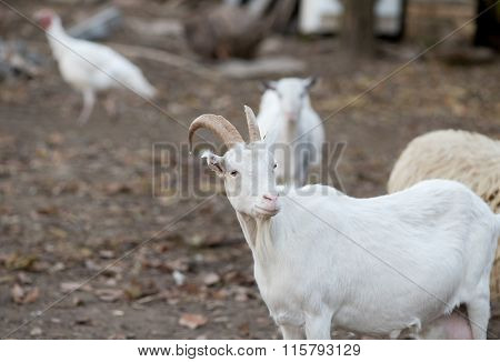 Saanen Goat On The Farm