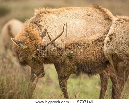 Elk, Juvenile Male, Color Image, California, USA