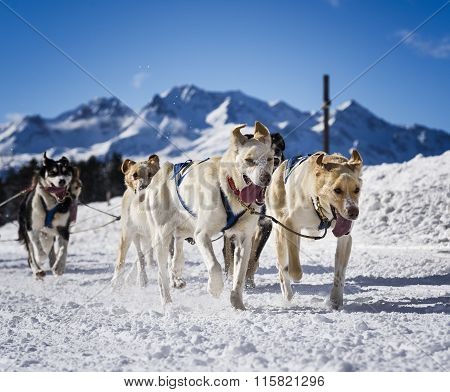 Sledge Dogs In Speed Racing