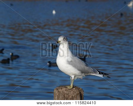 Majestic Sea Gull