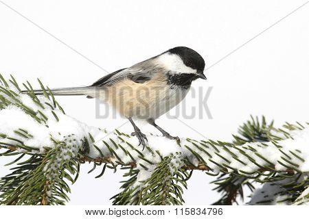 Chickadee On A Branch With Snow