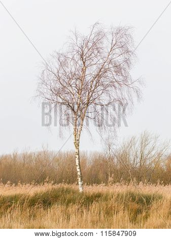 Bare Silver Birch (betula Pendula)