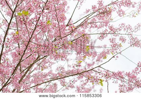 Wild Himalayan Cherry Bloomimg On Tree At Phu Lom Lo Mountain, Loei Provice, Thailand
