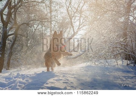 Purebred German Shepherd Playing In The Snow.