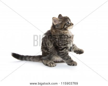 Cute Baby Tabby Kitten On White