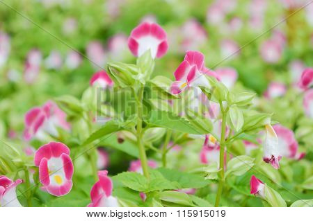 pink Wishbone flower in garden