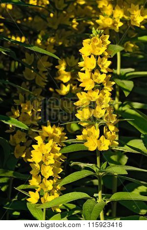 Lysimachia Vulgaris Closeup