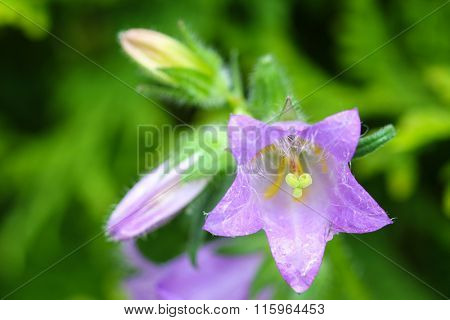 Selective focus of purple Nettle-leaved Bellflower Campanula trachelium in the garden