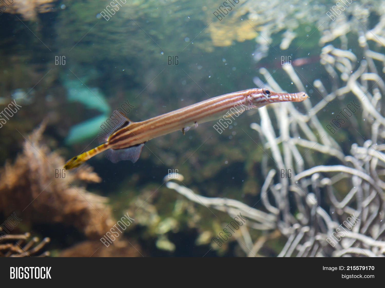 Trumpetfish ( Image & Photo (Free Trial) | Bigstock