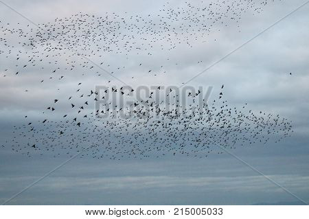 A flock of starlings gathering into a murmuration against a grey cloudy sky
