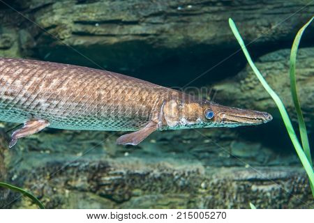 Arapaima, Pirarucu, endangered fish from Amazon river. Sudis gigas