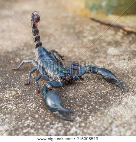 Closeup view of a scorpion in nature. Tailand