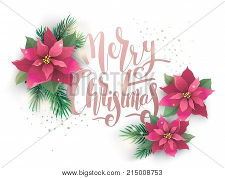 Christmas poinsettia vector design card. Burgundy red flowers, fir leaves and pink lettering.