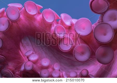 Octopus arms with suckers closeup attached on aquarium glass. Artistic background