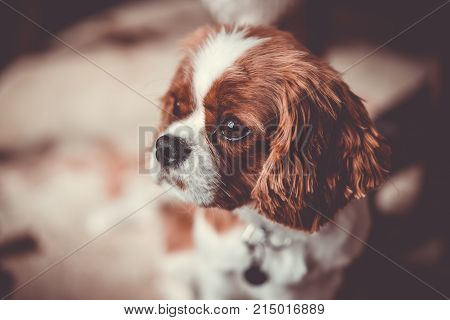 Cute puppy dog pet Cavalier King Charles Spaniel