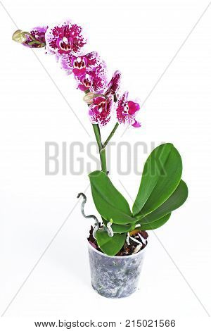 Purple orchid. The Orchidaceae are a diverse and widespread family of flowering plants, with blooms that are often colourful and fragrant, commonly known as the orchid family. Orchid on white.