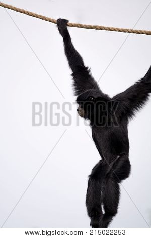 Siamang Black Monkey