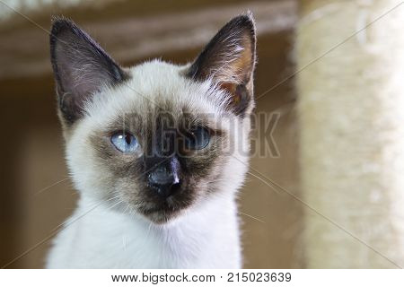 sleek haired kitten Siamese type (Mekong bobtail tailless)