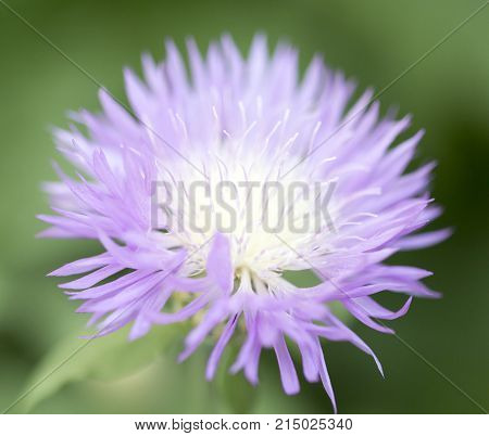 purple flower in nature . In the park in nature