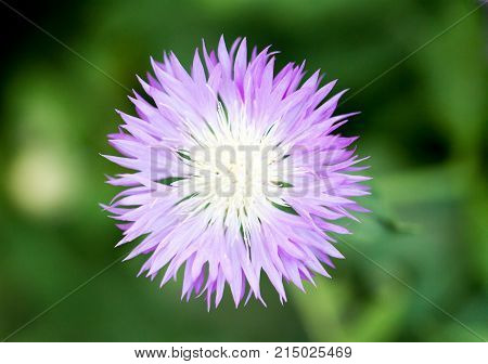 purple flower in nature . In the park in nature