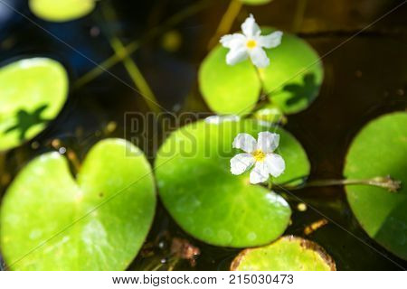 Nymphoides hydrophylla known as crestad floating heart or water snowflake
