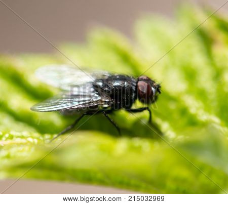 fly in nature. macro . In the park in nature