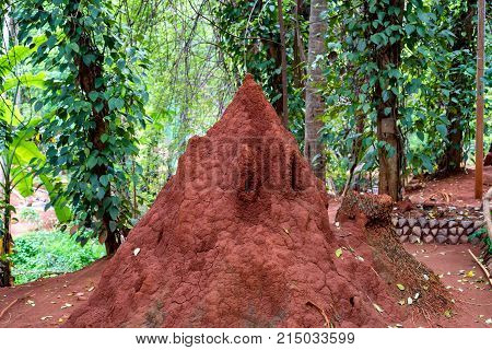 Termite mound in bush of Sri Lanka