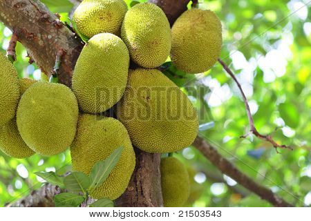Jackfruit na stromě